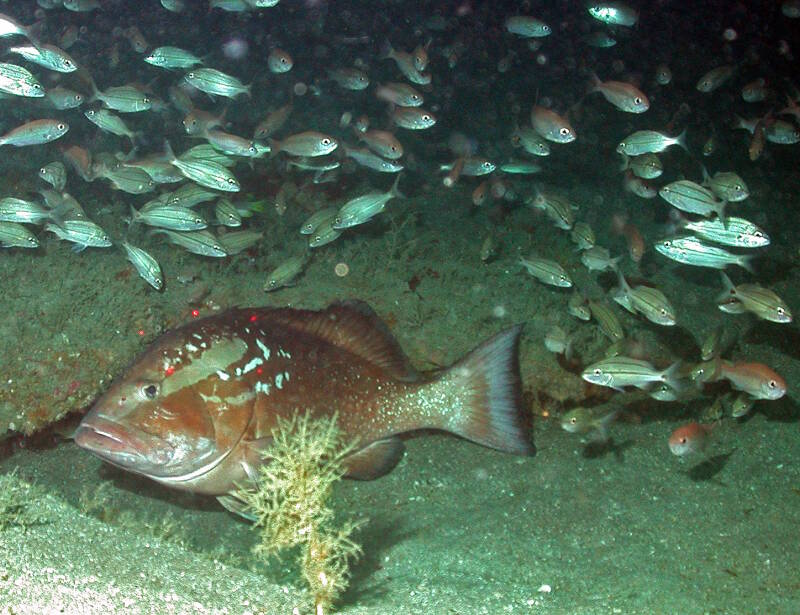 A curtain of small Tomtates and Vermillion Snapper finds refuge in a Red Grouper pit.