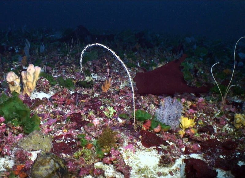 The top of West Pulley Ridge outside the Habitat Area of Particular Concern