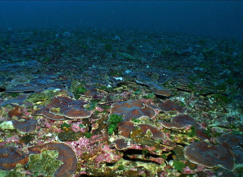 A large number of small colonies of plate coral Agaricia.