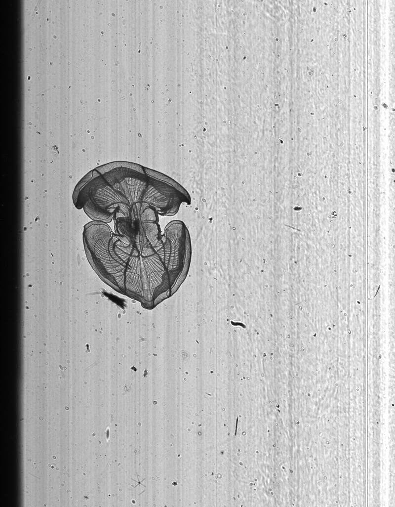 Images, such as this ctenophore, only 1 cm across, were collected by towing the In-situ Ichthyoplankton Imaging System (ISIIS) behind the R/V Walton Smith at night.