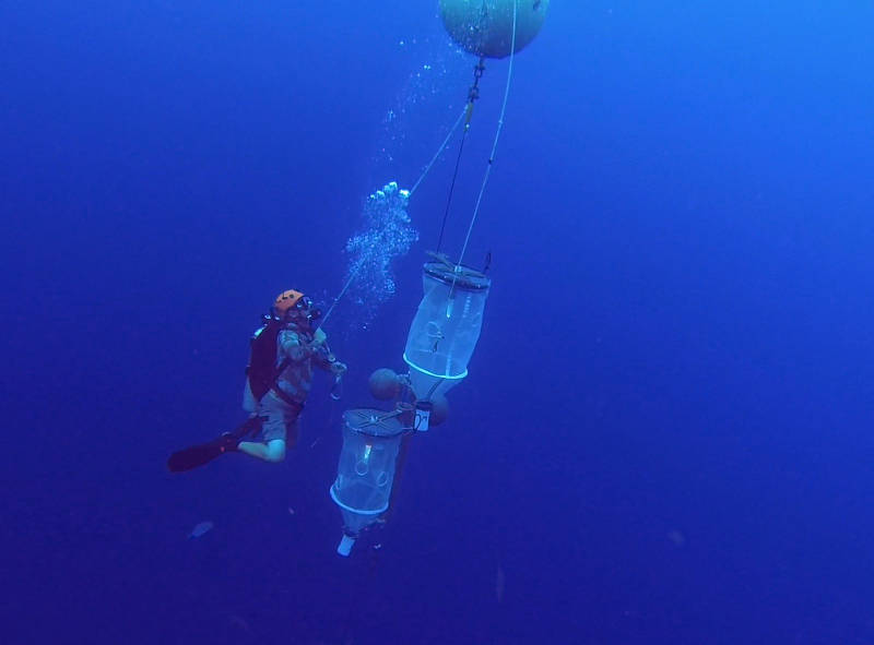 A GoPro camera on the support diver’s helmet records deployment of the plankton light traps. In this image from video, Cedric Guigand has just pulled the release line to start the traps on their descent down the mooring line.