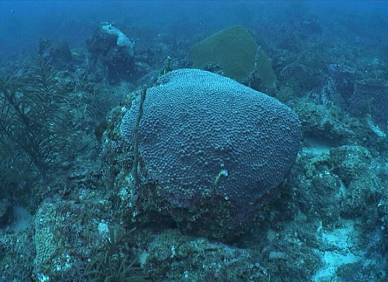 A diverse coral reef dominated by the hard coral, Montastraea cavernosa.