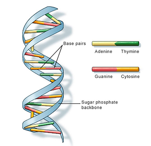 DNA is a double helix formed by base pairs attached to a sugar-phosphate backbone.