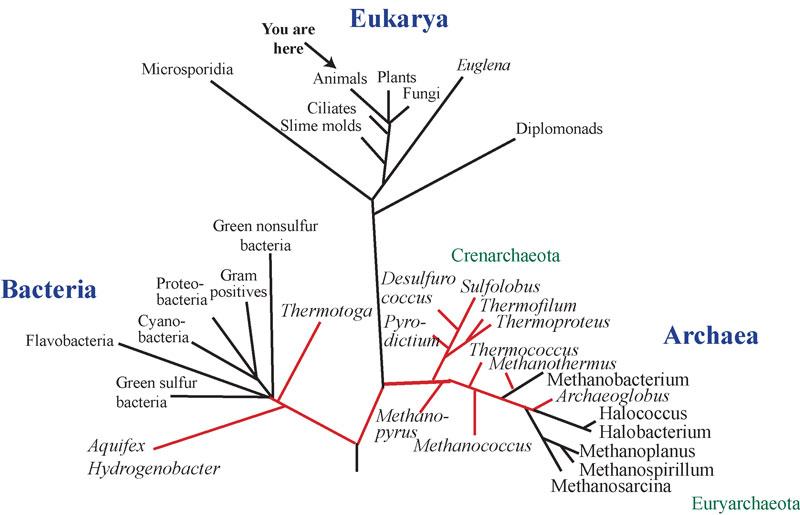 All of life on Earth is divided into three major domains: the Bacteria, Archaea and Eukarya. This is the universal phylogenetic tree based on a gene that we all have, the ribosomal RNA. We (humans) are located in the crown group of animals, but the majority of diversity on this planet is in the microbial (bacterial and archaeal) world.