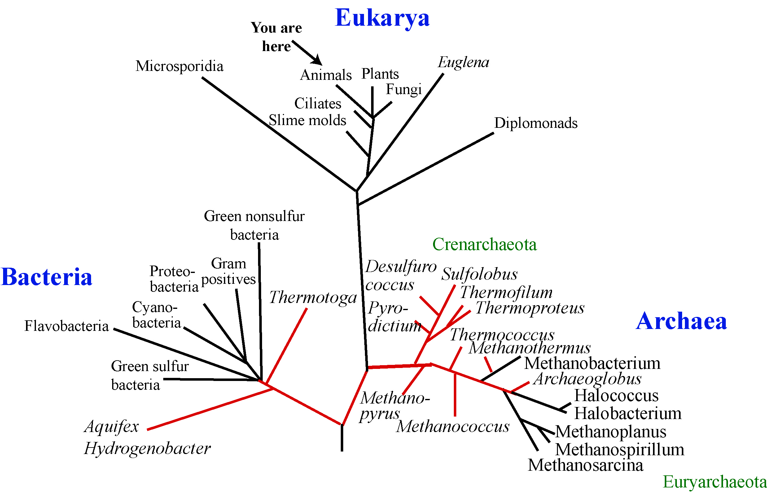 Mapping the Uncharted Diversity of Arctic Marine Microbes: DNA