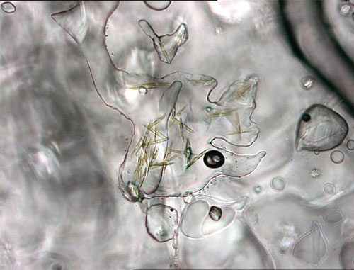 Single-celled (unicellular) algae, which develop in the lowermost sections of sea ice, often forming chains and filaments. Ice algae are an important component of the Arctic marine food web.