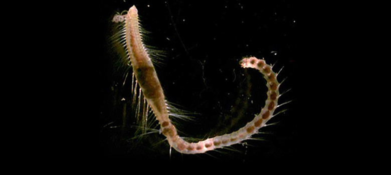 Marine Worms Are The $7.5 Billion Industry You Haven't Heard Of