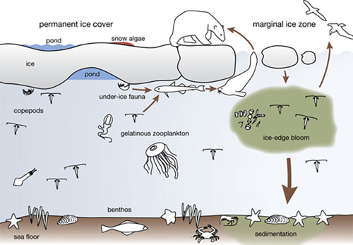 Figure 4: Sea ice food web.