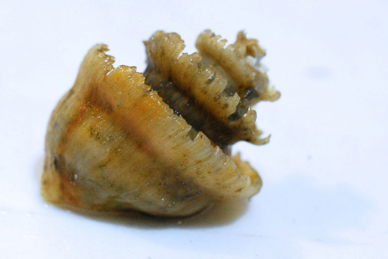 Neoiphinoe coronata, a snail (Mollusca: Gastropoda).