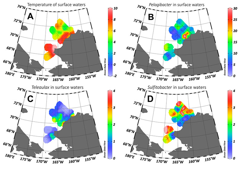 Distributions of temperature (A), and relative abundances Pelagibacter (B), Teleaulax (C), and Sulfitobacter (D) in surface waters (5 meters depth). Here you can see the contrasting distributions of Pelagibacter and Sulfitobacter within the Alaska Coastal Current