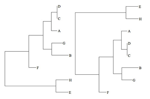 Figure 1: Two visualizations of the same phylogenetic tree.