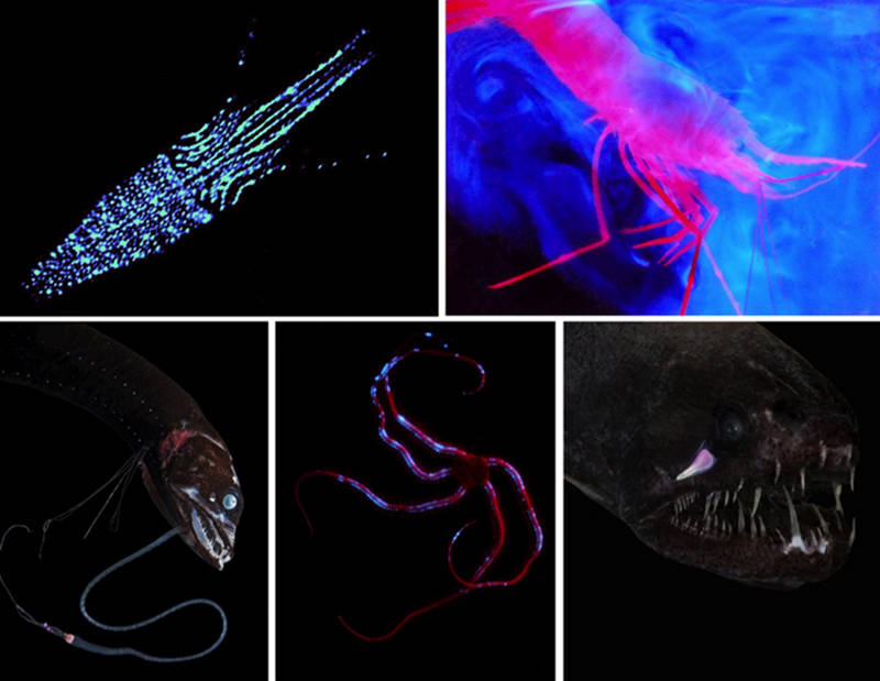 Examples of the various uses of bioluminescence.