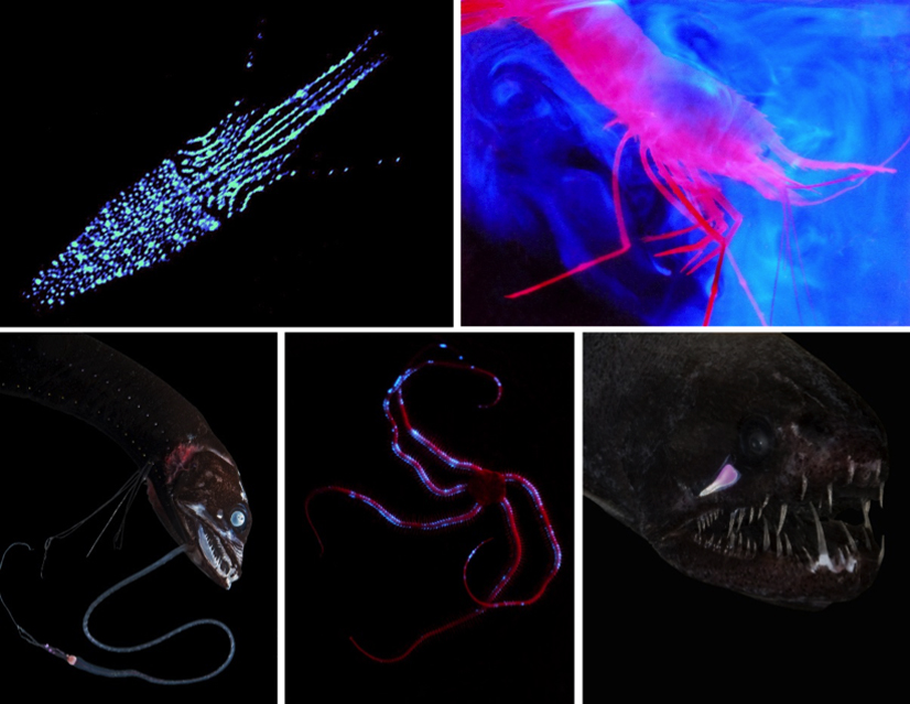 black dragonfish bioluminescence