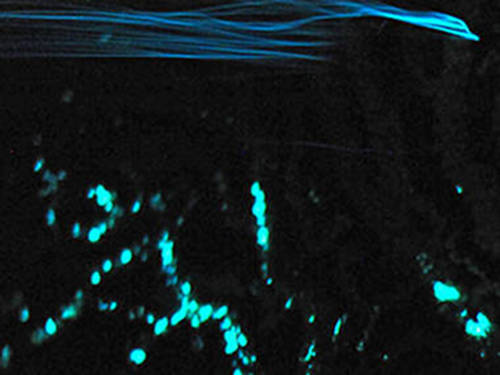 Figure 2. In situ image of blue-green bioluminescence of gold coral together with blue bioluminescence from a planktonic animal striking the fan (streak at top). Water current is passing from right to left. Nikon D700 (f1.8 at ISO 6400), 10 sec.