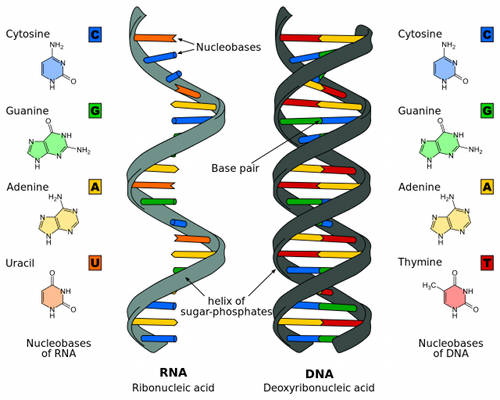 Figure 4. The differences between RNA and DNA.