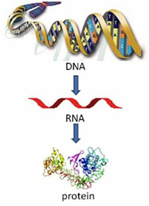 Flow of genetic information.