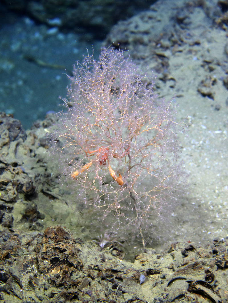 The coral Chrysogorgia with the crab Uroptychus.