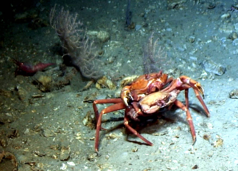 Crabs intertwined. <em>Image courtesy of NOAA Bioluminescence and Vision on the Deep Seafloor 2015.</em>