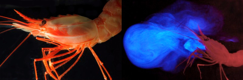 A deep-sea pandalid shrimp and a photo of the same animal ‘vomiting’ light from glands located near its mouth. Image courtesy of NOAA Bioluminescence and Vision on the Deep Seafloor 2015.