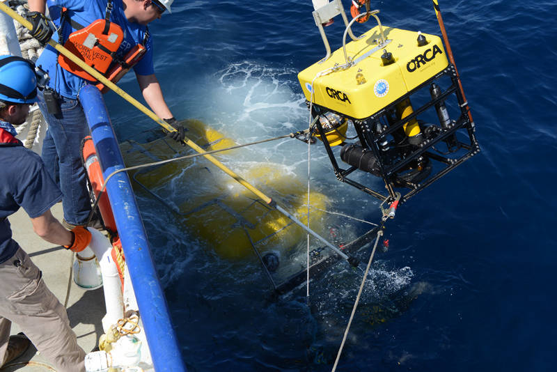 Handoff of the Medusa from the ROV to the ship.