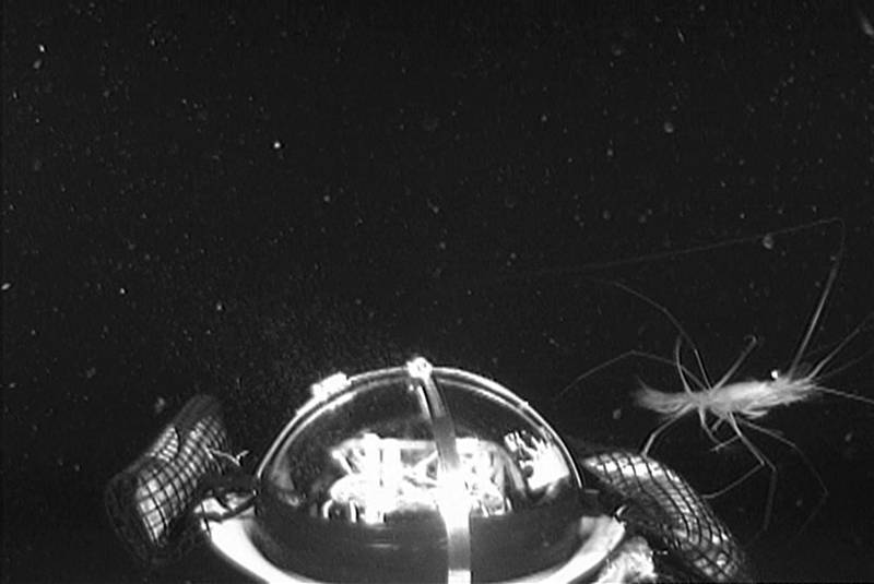 Still frame of a deep-sea shrimp Plesiopenaeus from last Medusa deployment