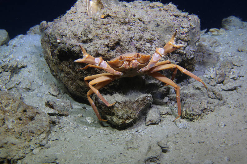 Chaceon sp. crab.