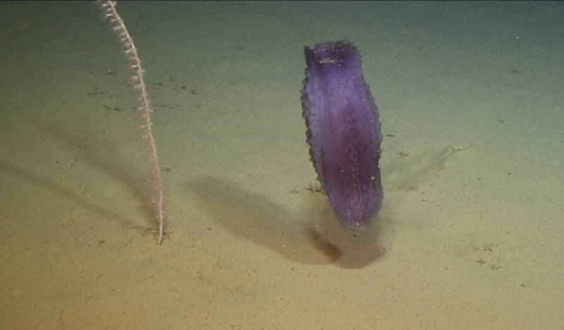 Swimming elasipod holothuroid (sea cucumber)