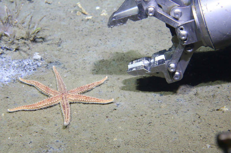 The ROV manipulator moving in to collect a seastar from the bottom.