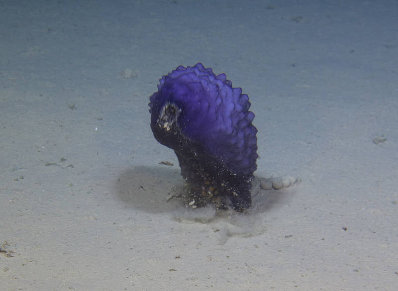 Sea cucumber making a quick escape.