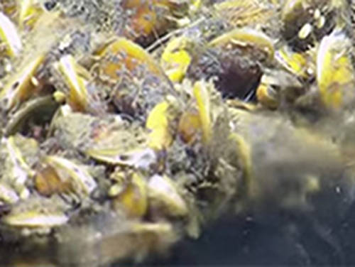 Chemosynthetic mussels at site visited during mission.