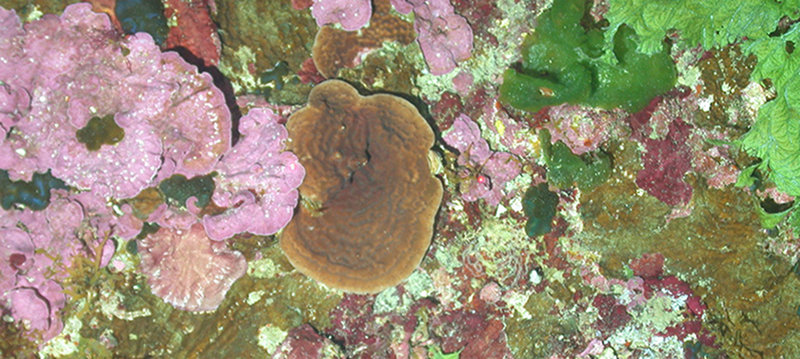 The dominant communities providing structural habitat at Pulley Ridge are coralline algae (thin pink plates) and hard coral (brown plates are Agaricia sp.).