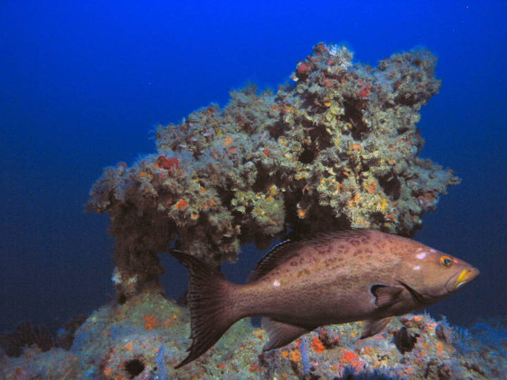 Deep reefs, referred to as mesophotic coral ecosystems, can be found from 100-330 feet deep in the eastern Gulf of Mexico. Pictured is a scamp grouper at 320 feet off the Dry Tortugas.