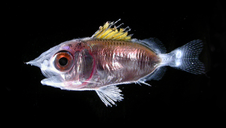 Figure 3. A larval squirrelfish of the Family Holocentridae. Larval fish are sampled using plankton nets or light traps.