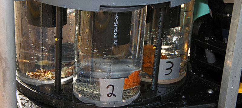 Samples collected with the suction hose are deposited into discrete 2-liter buckets at the back of the vehicle. A video camera on the sampler provides visual confirmation that specimens of interest make it into the buckets