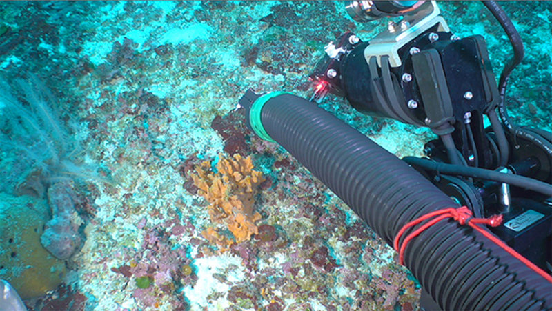 The manipulator arm on the remotely operated vehicle stretches the suction hose out to reach for a sample of the sponge Bubaris sp.