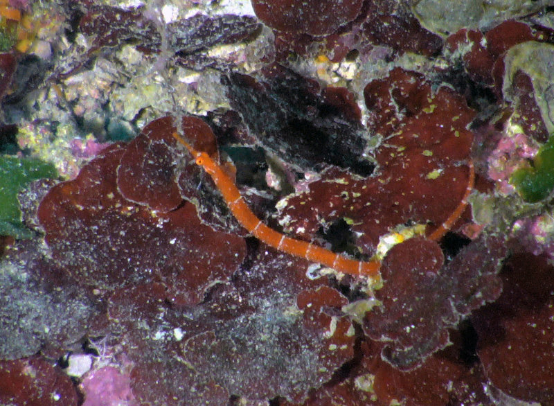 Where’s the pipefish? A pipefish encountered by the remotely operated vehicle has a relatively long body to hide from predators.