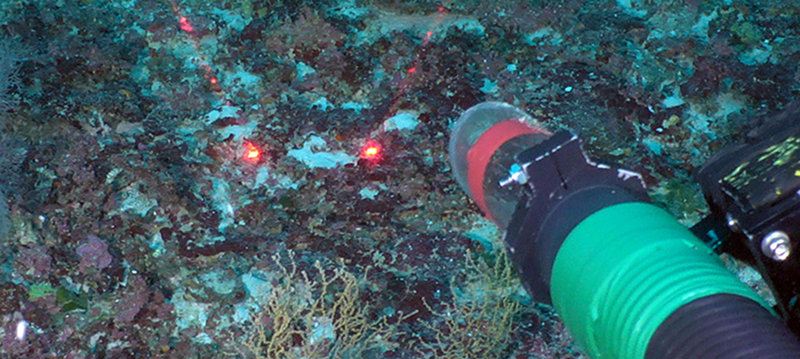 The Mohawk remotely operated vehicle is poised to collect a sample of octocoral. Selective sampling using suction or a claw is less damaging to the seafloor than dragging a trawl net, and can take a minimal amount of an organism so that it can continue to grow