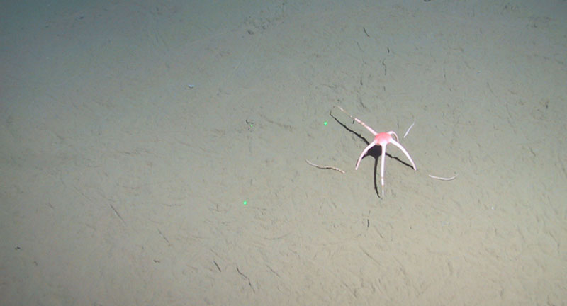 A sole brittle star making its way across the Arctic deep-sea plain at 3,000 meters depth.