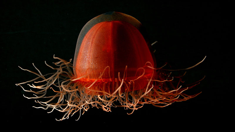 Crossota sp., a deep red medusa found just off the bottom of the deep sea.
