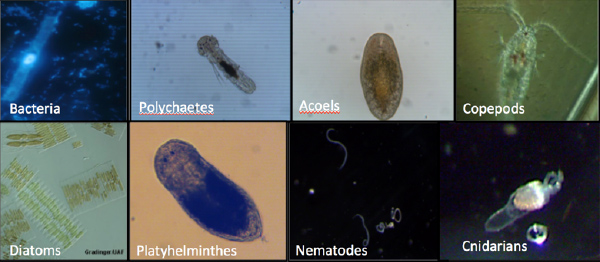 Microbes and meiofauna associated with sea ice are often similar to those found in sediment.