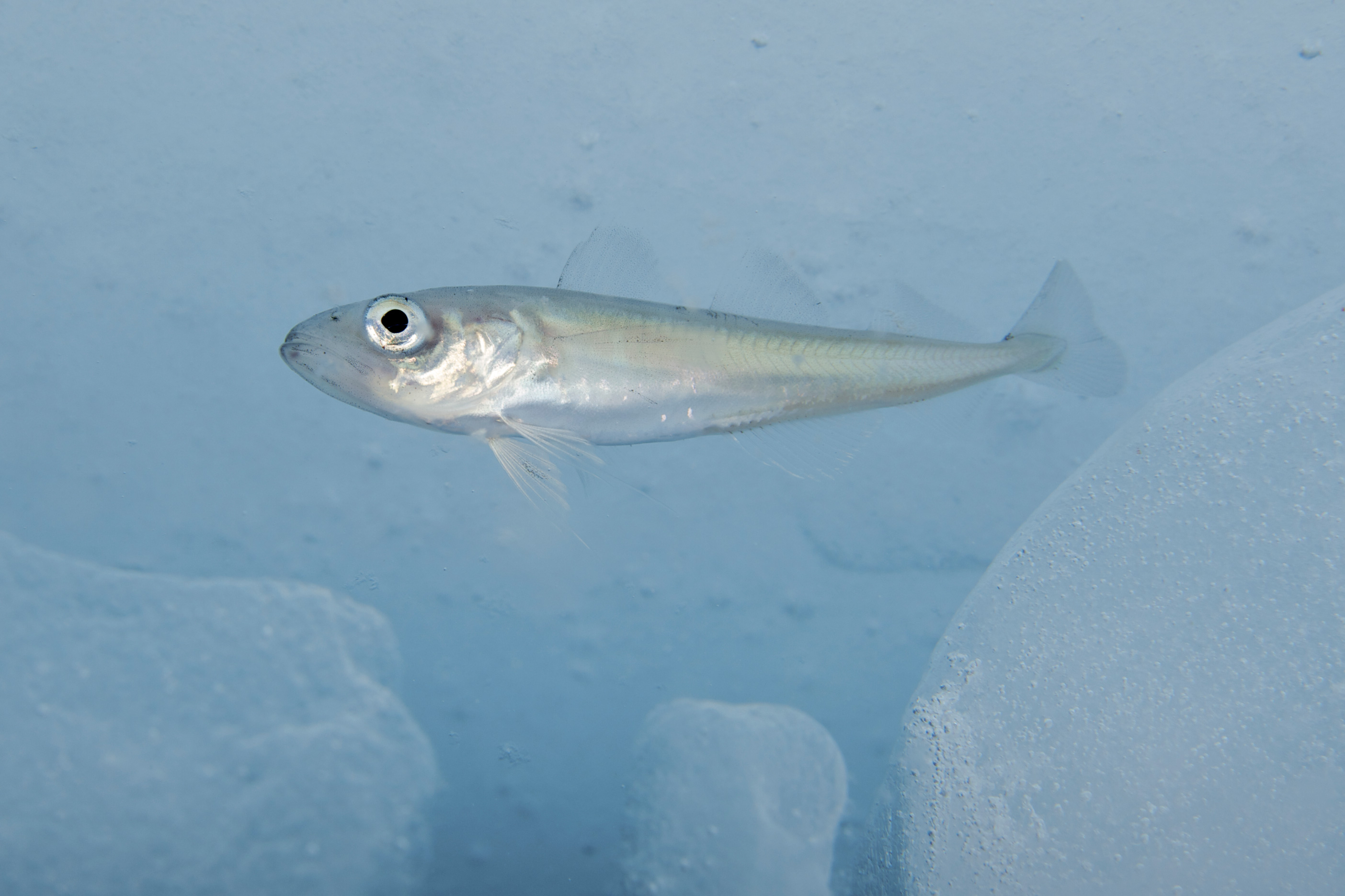 NOAA Ocean Explorer: Hidden Ocean 2016 - The Chukchi Borderlands:  Background Information: Fishes in the Arctic