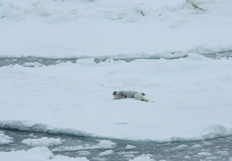 A mother ribbon seal nurses her pup on the sea pack.