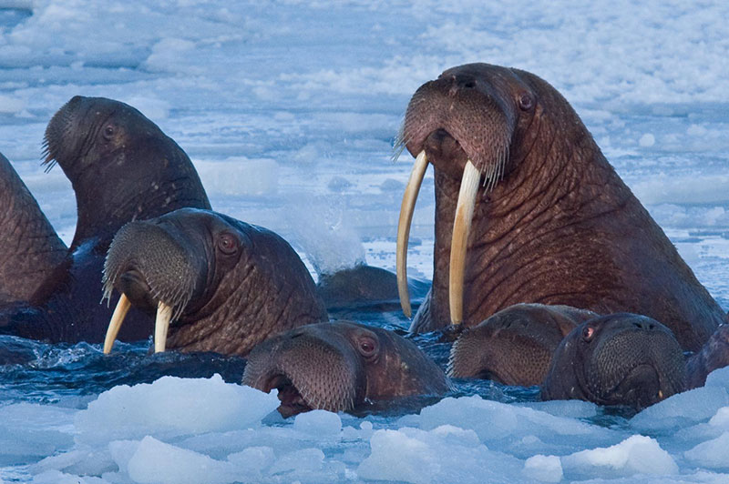 Walrus come to the surface for air.
