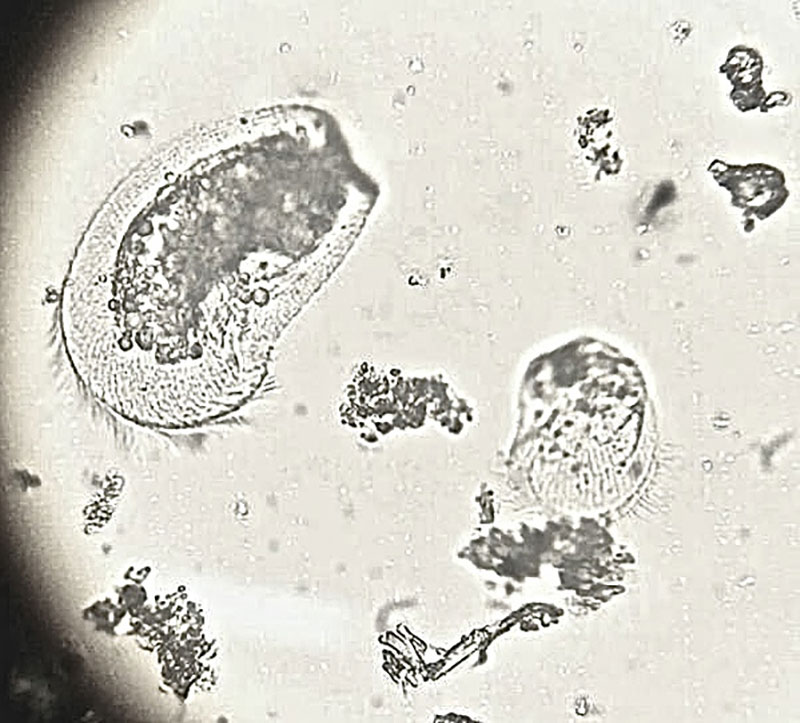 Light microscope image of sea ice meiofauna.
