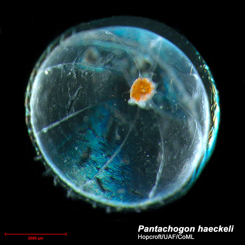 Under half an inch or one centimeter in diameter, the jelly Pantachogon is often unidentifiable after collection.