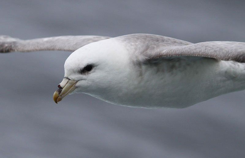 The northern fulmar nests in the Bering Sea but can sometimes be found traveling through the Chukchi Borderland. 