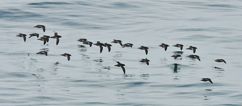 Short-tailed shearwaters fly from New Zealand to the Chukchi coastline in late summer.