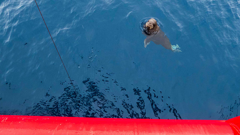 A curious juvenile walrus checks out the ship during an ROV dive.