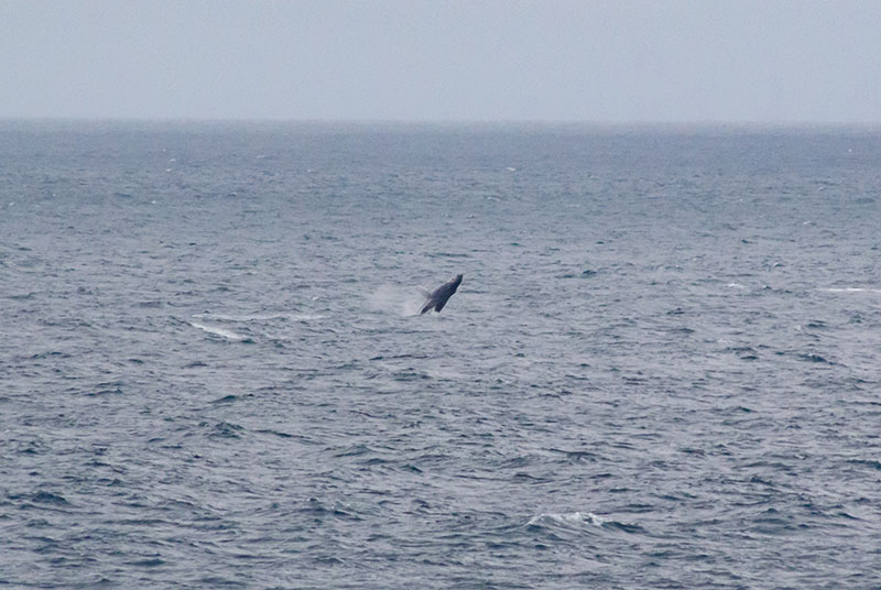 A young humpback whale shows off its breaching during our transit north.