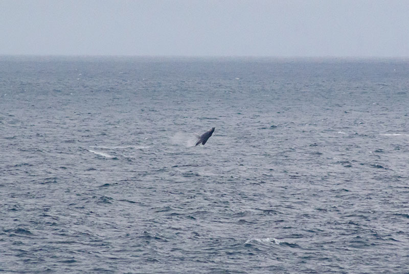 A young humpback whale shows off its breaching during our transit north. 